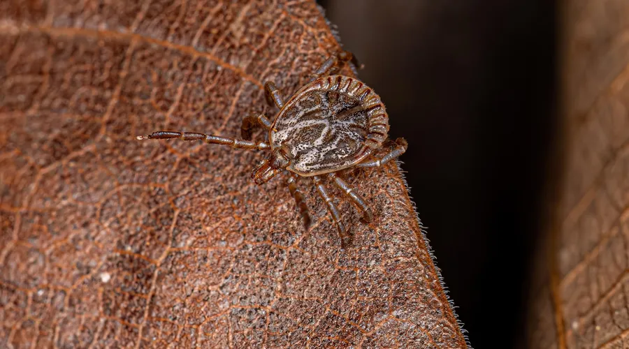Giresun'da Kırım-Kongo Kanamalı Ateşi (KKKA) Alarmı! 7 Vaka, 1 Can Kaybı