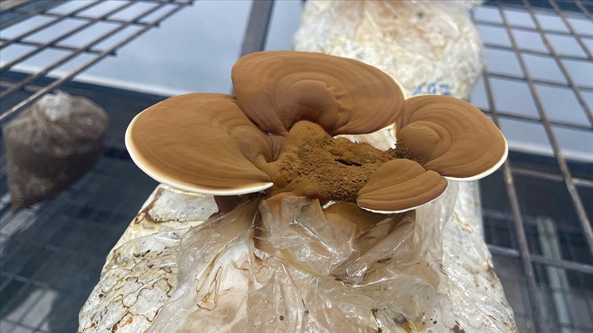 Fındık Dalı ve Kabuğundan Elde Edilen Kompostla Mantar Yetiştirildi