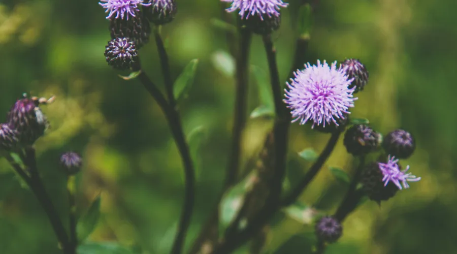 Milk Thistle (Devedikeni): Karaciğer Sağlığını Destekleyen Bitkisel Bir Güç